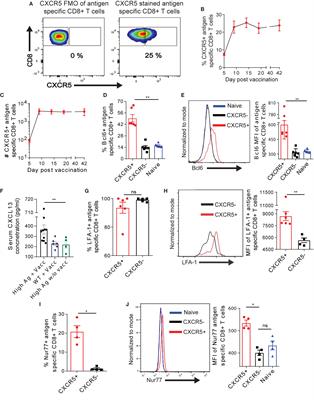 Improved Functionality of Exhausted Intrahepatic CXCR5+ CD8+ T Cells Contributes to Chronic Antigen Clearance Upon Immunomodulation